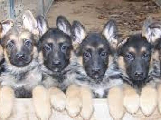 Γκολντεν καθαροαιμο κουταβακι